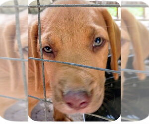 Labrador Retriever-Unknown Mix Dogs for adoption in The Woodlands, TX, USA