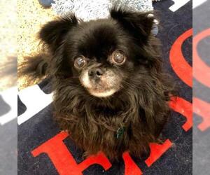 Japanese Chin Dogs for adoption in Tempe, AZ, USA