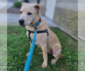 Labrador Retriever Dogs for adoption in Long Beach, CA, USA