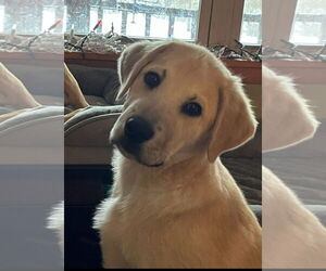 Great Pyrenees-Unknown Mix Dogs for adoption in Croydon, NH, USA