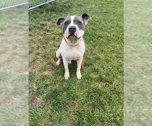 American Pit Bull Terrier Dogs for adoption in Louisville, KY, USA