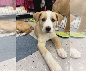 Labrador Retriever-Unknown Mix Dogs for adoption in Palatine/Kildeer/Buffalo grove, IL, USA