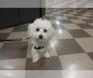 Maltese-Poodle (Toy) Mix Dogs for adoption in Toronto, Ontario, Canada