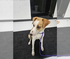 Mutt Dogs for adoption in Temple, TX, USA