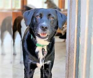 Borador Dogs for adoption in Warwick, RI, USA