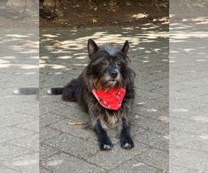 Mutt Dogs for adoption in Milwaukie, OR, USA