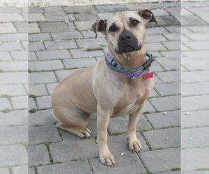 American Staffordshire Terrier-Unknown Mix Dogs for adoption in Spring Lake, NJ, USA