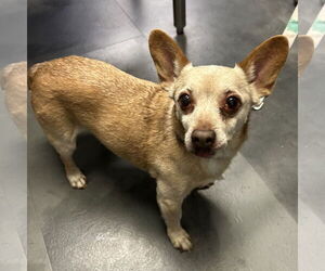 Chiweenie Dogs for adoption in Batavia, OH, USA