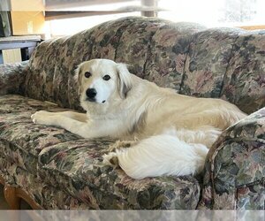 Great Pyrenees Dogs for adoption in Mechanicsburg, PA, USA