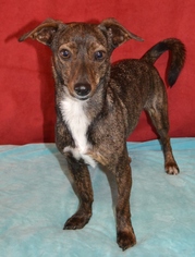 Medium Photo #1 Chiweenie Puppy For Sale in Junction, TX, USA
