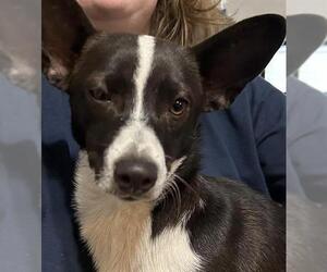 Cardigan Welsh Corgi-Unknown Mix Dogs for adoption in San Antonio, TX, USA