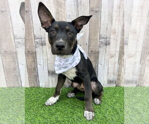 American Staffordshire Terrier-Siberian Husky Mix Dogs for adoption in Corona, CA, USA