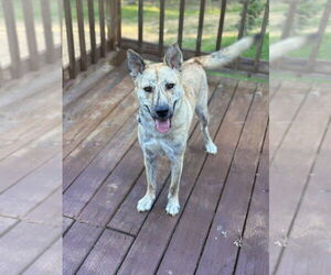 Siberian Husky-Unknown Mix Dogs for adoption in Boston, MA, USA