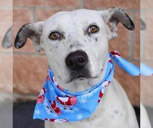 American Staffordshire Terrier Dogs for adoption in San Antonio, TX, USA