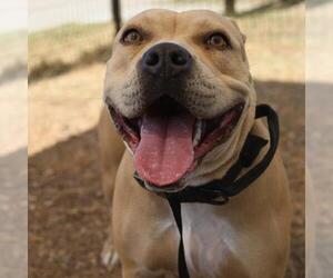 American Staffordshire Terrier Dogs for adoption in San Antonio, TX, USA
