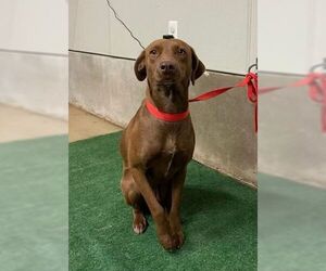 Blue Lacy-Chocolate Labrador retriever Mix Dogs for adoption in Pleasanton, TX, USA