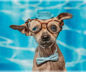 Rat-Cha Dogs for adoption in Princeton, MN, USA