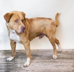 Medium Photo #1 Labrador Retriever-Red Heeler Mix Puppy For Sale in Rockwall, TX, USA