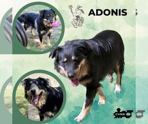 Australian Shepherd-Unknown Mix Dogs for adoption in Lindsay, CA, USA