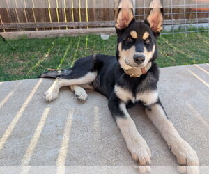 Medium Photo #4 Siberian Husky-Unknown Mix Puppy For Sale in McKinney, TX, USA