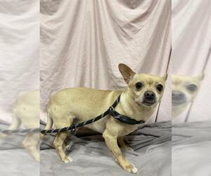 Chihuahua Dogs for adoption in Modesto, CA, USA