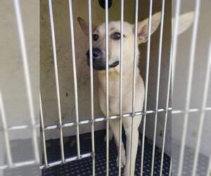 German Shepherd Dog Dogs for adoption in Oklahoma City, OK, USA