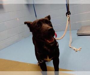 Shepradors Dogs for adoption in Moreno Valley, CA, USA
