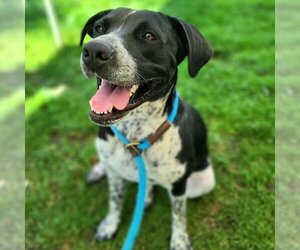Lab-Pointer Dogs for adoption in Long Beach, CA, USA