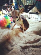 Chihuahua Dogs for adoption in Maryville, TN, USA