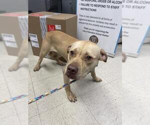 American Pit Bull Terrier-Unknown Mix Dogs for adoption in Stockton, CA, USA