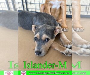 Black Mouth Cur-Collie Mix Dogs for adoption in Pensacola, FL, USA