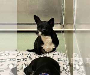 Chihuahua-Unknown Mix Dogs for adoption in Placerville, CA, USA