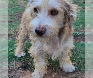 - Mix Dogs for adoption in Phoenix, AZ, USA