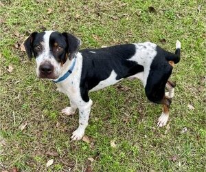 Mutt Dogs for adoption in Livingston, TX, USA