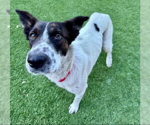 Mutt Dogs for adoption in Las Vegas, NV, USA