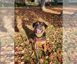 Rottweiler-Unknown Mix Dogs for adoption in Santa Barbara, CA, USA