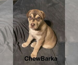 Labsky Dogs for adoption in Topeka, KS, USA