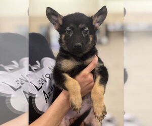 German Shepherd Dog Dogs for adoption in Dana Point, CA, USA