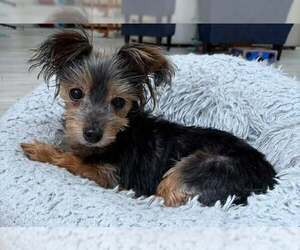 Mutt Dogs for adoption in Holland, MI, USA