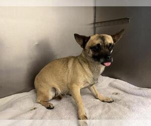 Chihuahua Dogs for adoption in Moreno Valley, CA, USA