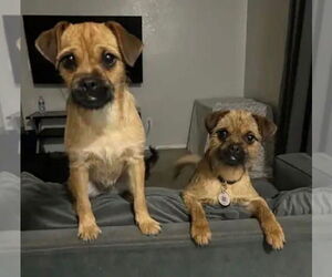 Border Terrier Dogs for adoption in oakland, FL, USA