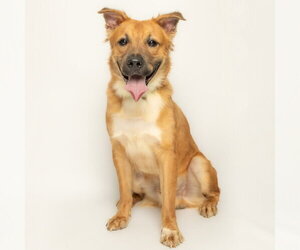 Golden Retriever-Unknown Mix Dogs for adoption in Rowlett, TX, USA