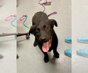 Labrador Retriever Dogs for adoption in Baytown, TX, USA