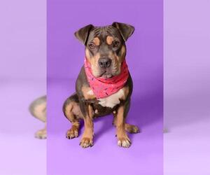 American Staffordshire Terrier-Bulldog Mix Dogs for adoption in Fort Lauderdale, FL, USA