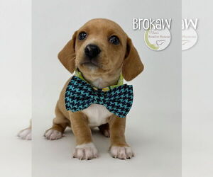 Chiweenie Dogs for adoption in Benton, LA, USA