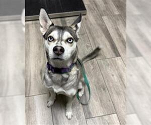Siberian Husky-Unknown Mix Dogs for adoption in Redlands, CA, USA