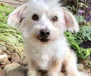Maltese Dogs for adoption in PIPE CREEK, TX, USA