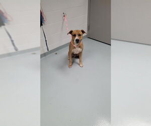 Staffordshire Bull Terrier-Unknown Mix Dogs for adoption in St. Cloud, FL, USA