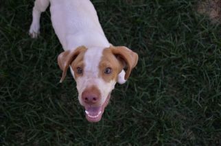 Pointer Dogs for adoption in Athens, AL, USA