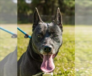 Border Collie Dogs for adoption in Vero Beach, FL, USA